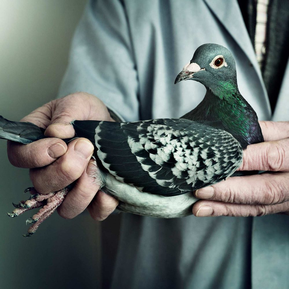 A racing pigeon in its keeper’s hands. Photograph by Andy Gallacher Photography.